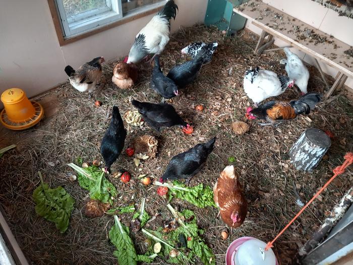 chickens feasting on garden and kitchen scraps in their coop