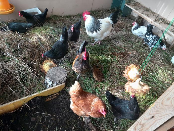 chickens scratching through grass clippings in their coop