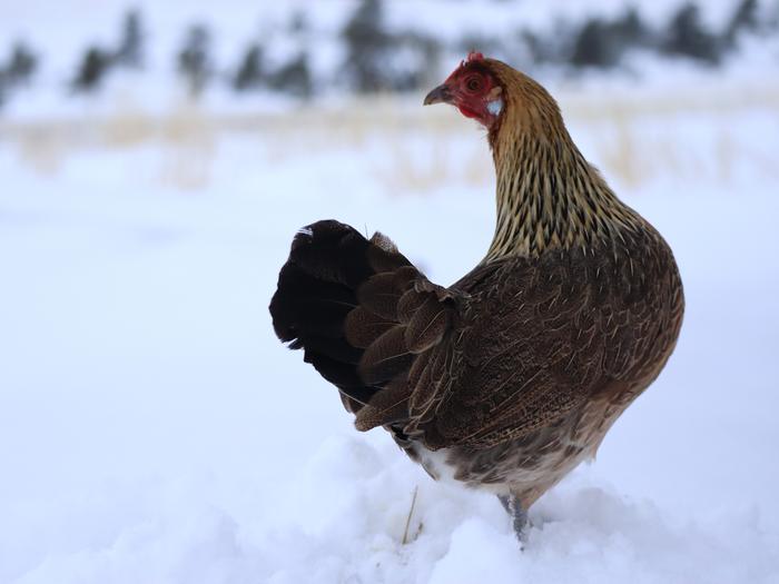 Give them the option to get out of the snow, but that doesn't mean they'll use it