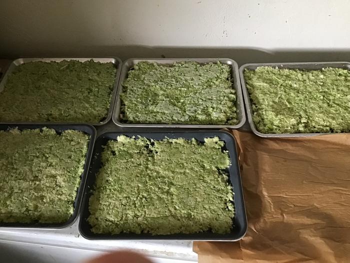 Minced garlic tops ready for freeze drying
