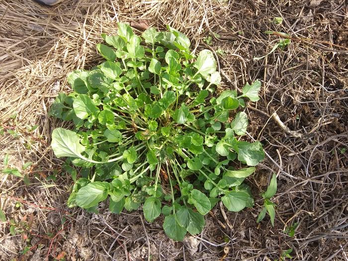 plant identification bittercress