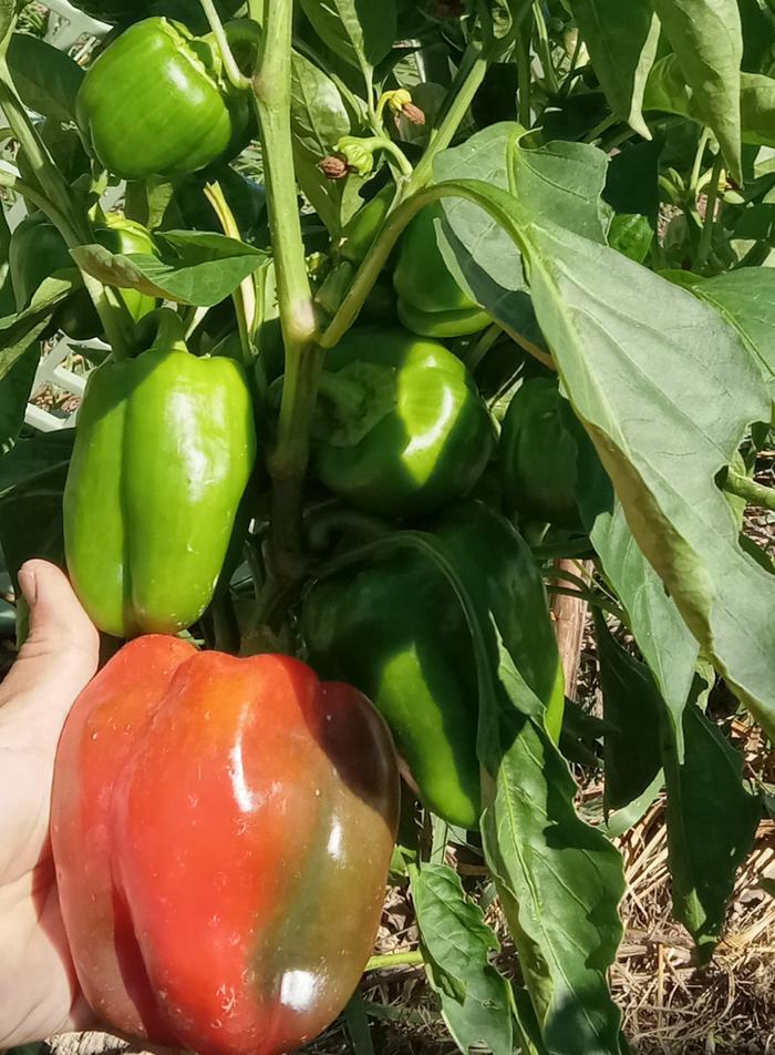 Bell pepper turning red