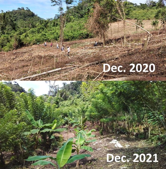 Reforested for food production