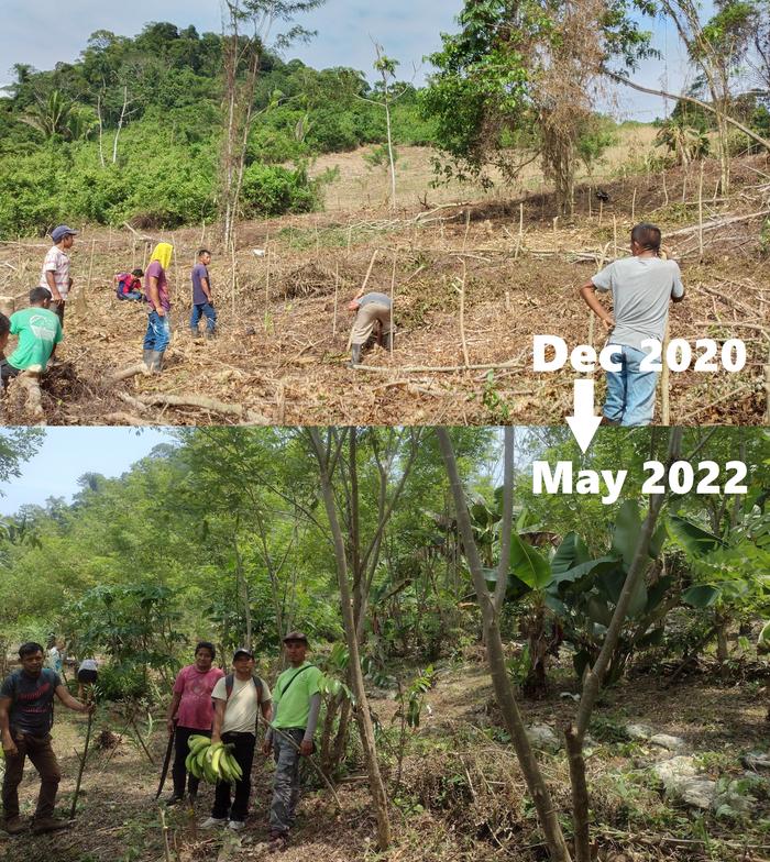 before and after pictures of an agroforestry planting