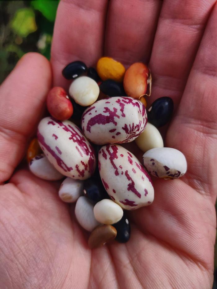 crosses in my pole dry bean landrace giant seeds