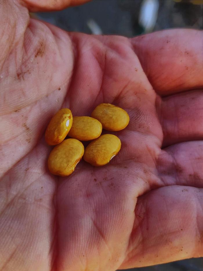 crosses in my pole dry bean landrace yellow seed