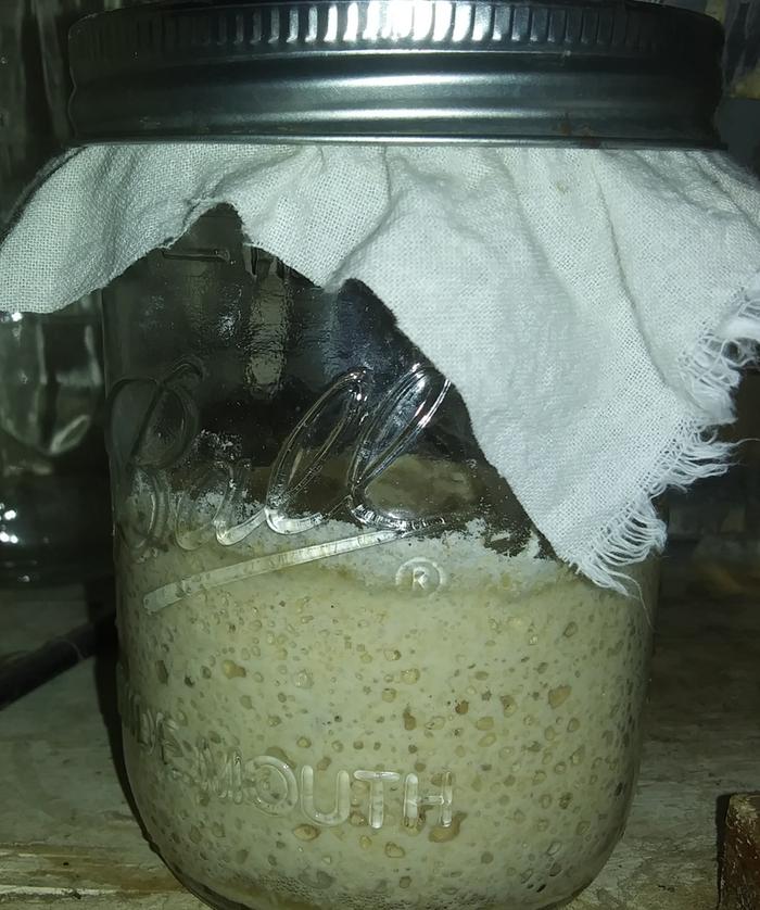 jar of doubled up sourdough starter