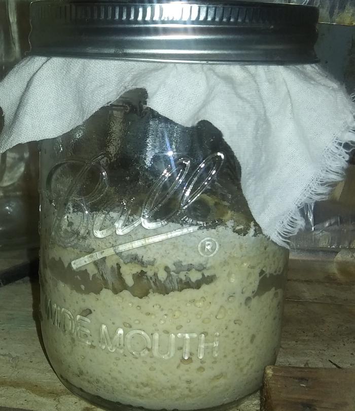 sourdough starter before feeding