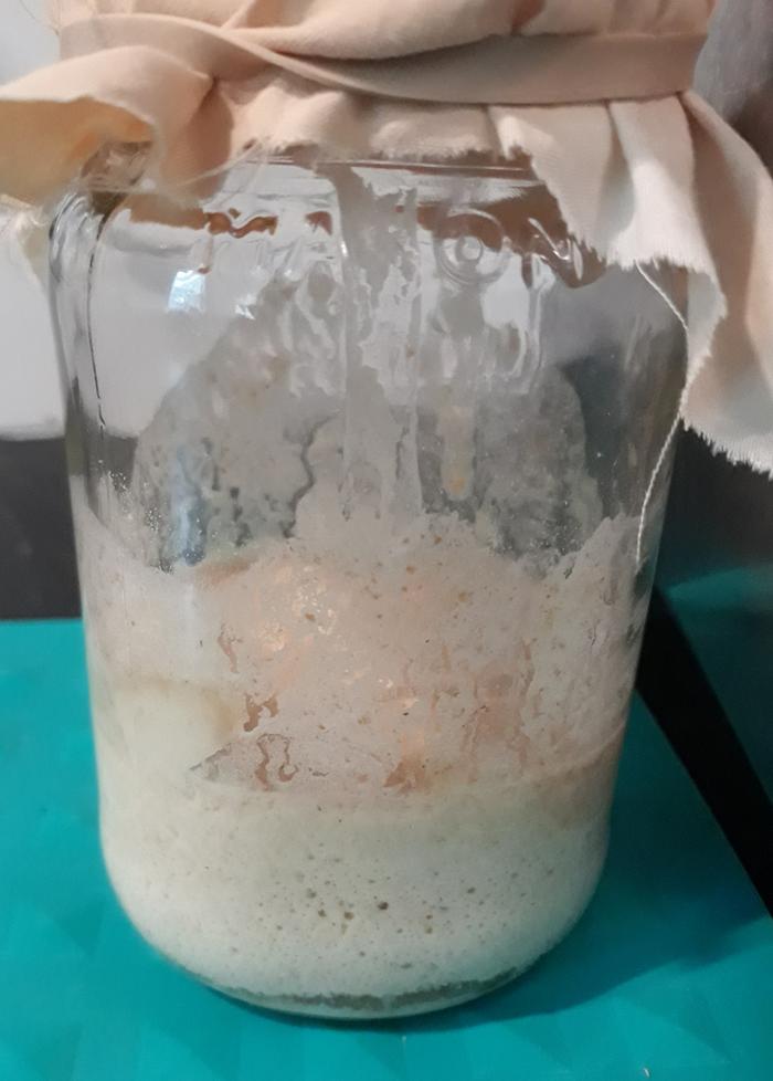 soudough starter on the first day