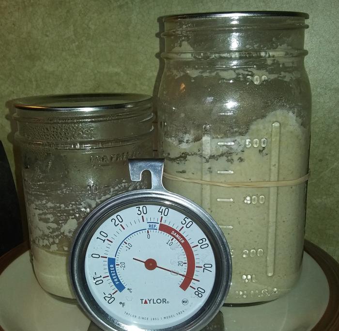 two jars of sourdough starter