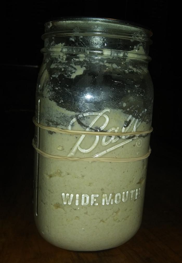 slightly risen sourdough starter