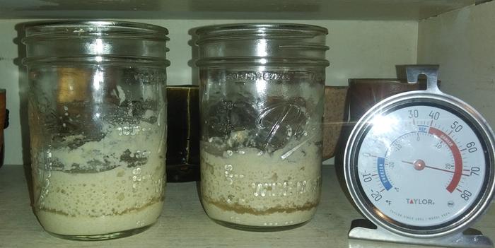 two jars of hungry sourdough starter