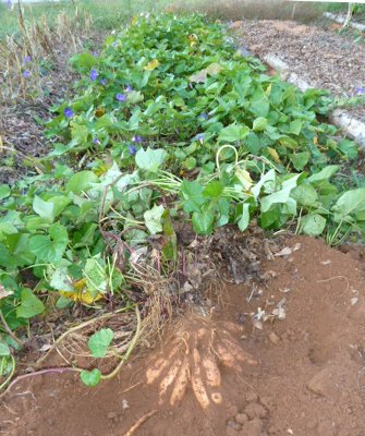 Porto Rico bush sweet potatoes