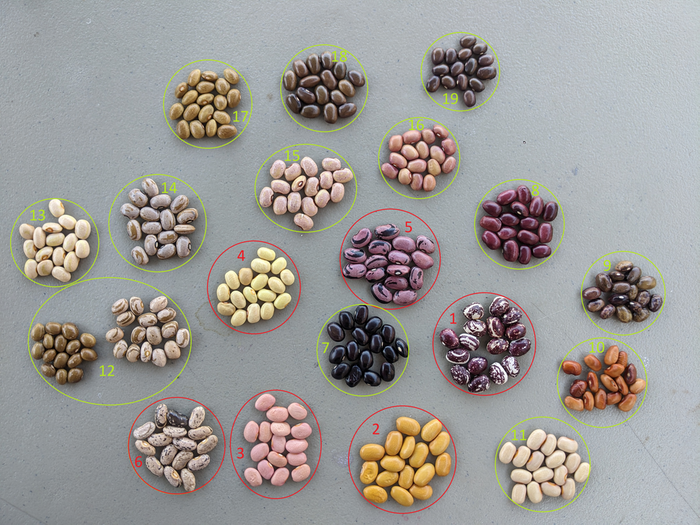 Each variety labeled