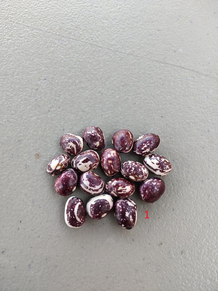 #1: ancestral variety (delicious, large seed body)