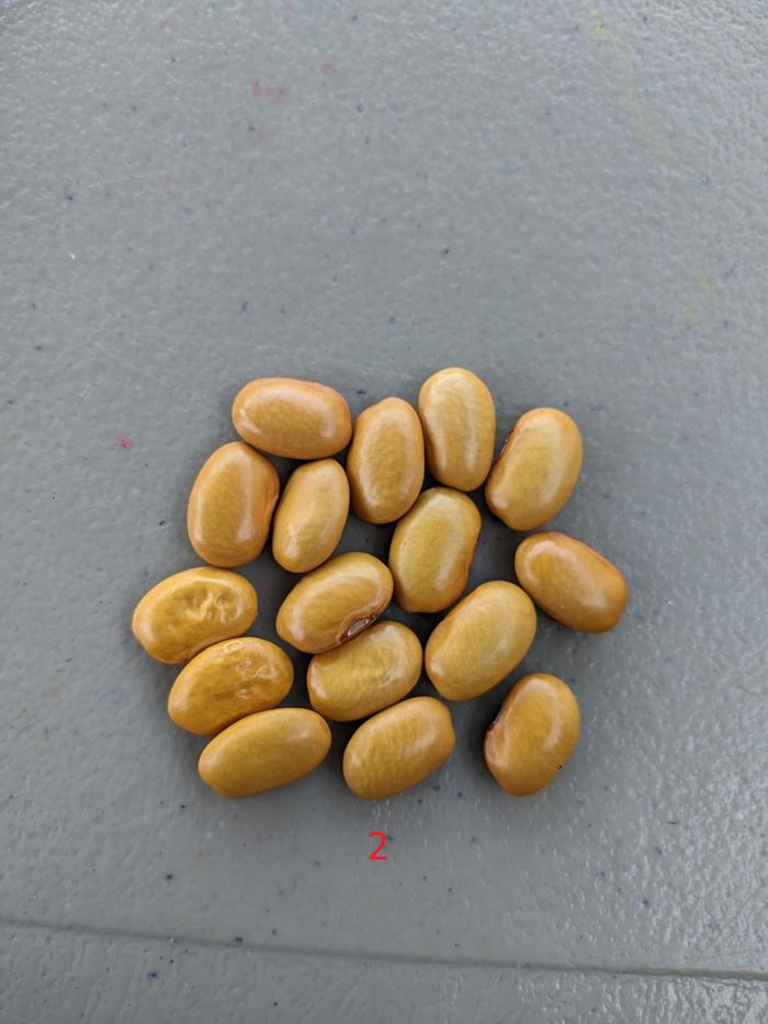 #2: ancestral variety (delicious)