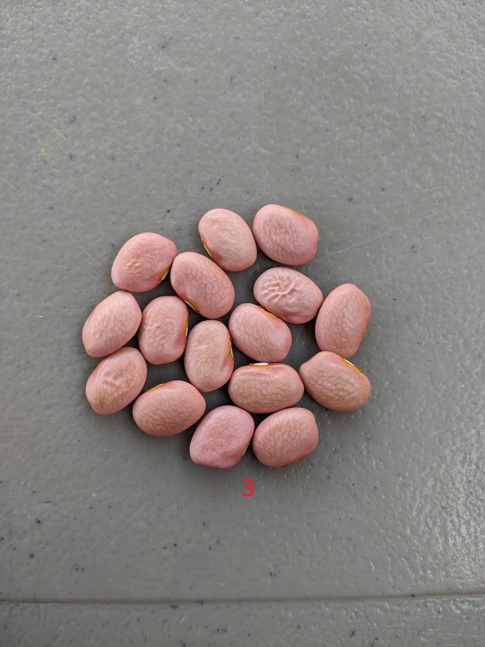 #3: ancestral variety (delicious, early maturing)