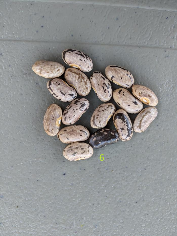 #6: ancestral variety (productive, many seeds per pod)