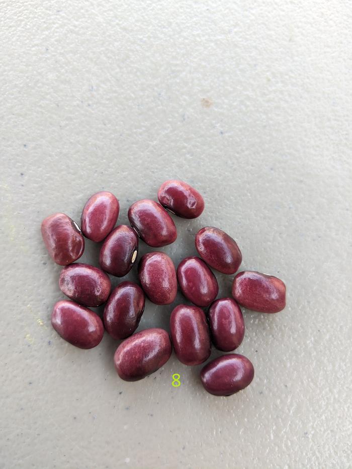 #8 = #1 (color matches #1 markings) + #5 (similar speckles)