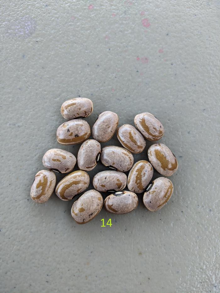 #14 = #12 (similar markings) + #5 (similar speckles)