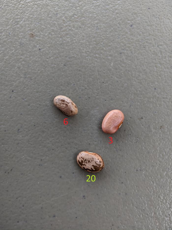 #20 = #3 (similar size/shape) + #6 (similar markings)
