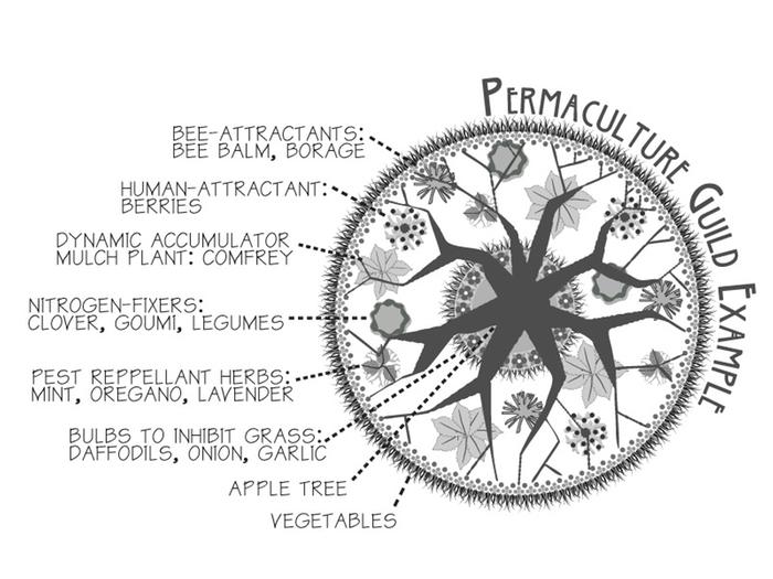 graphic of permaculture guild examples