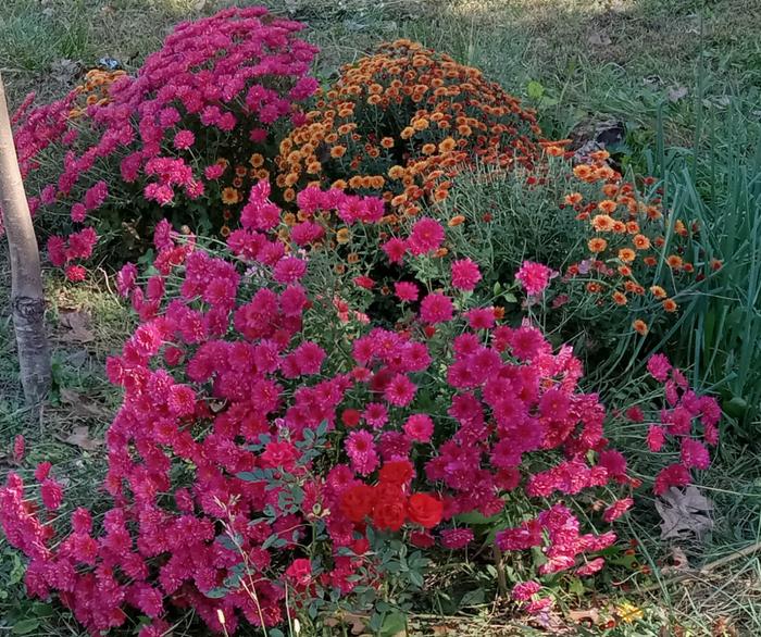 Garden mums 