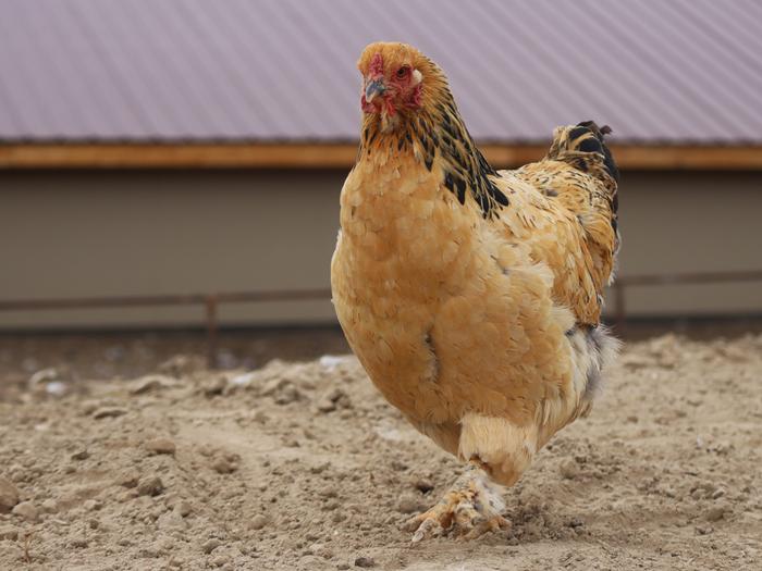 If you want to try feathered feet, the Brahma might be a fun option!