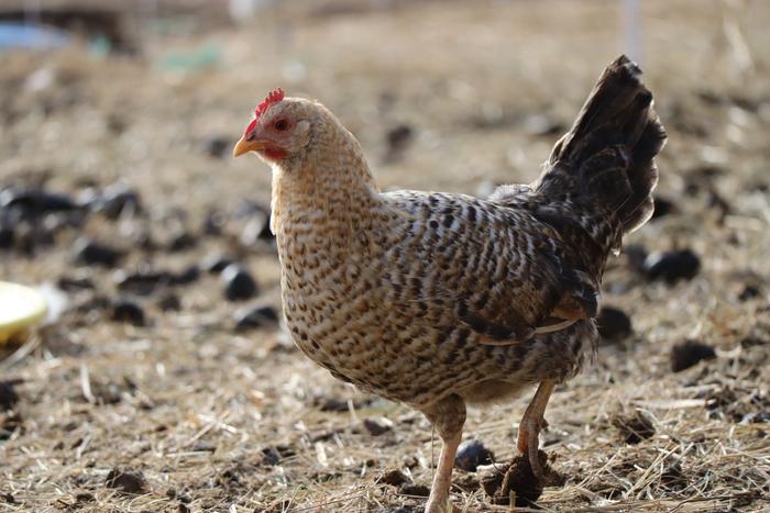 The Jearhon's have a very unique feather pattern that helps them blend in if you're in a dry climate