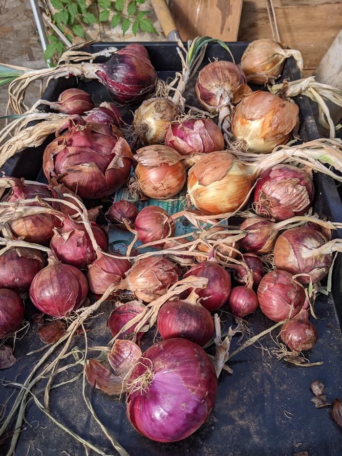 onion harvest