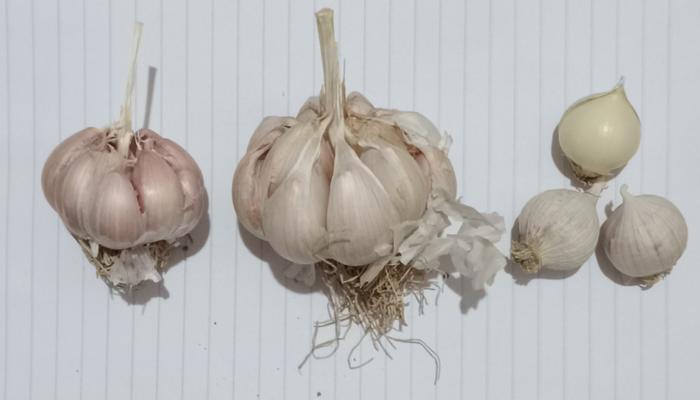 Difference in garlic bulbs