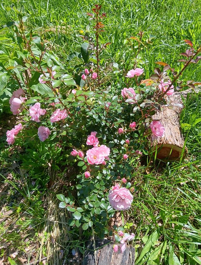 Bonica rose