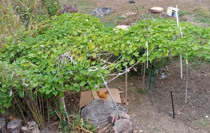 Massive vines