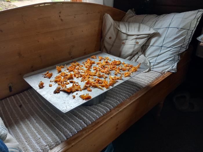 mushrooms drying on the couch