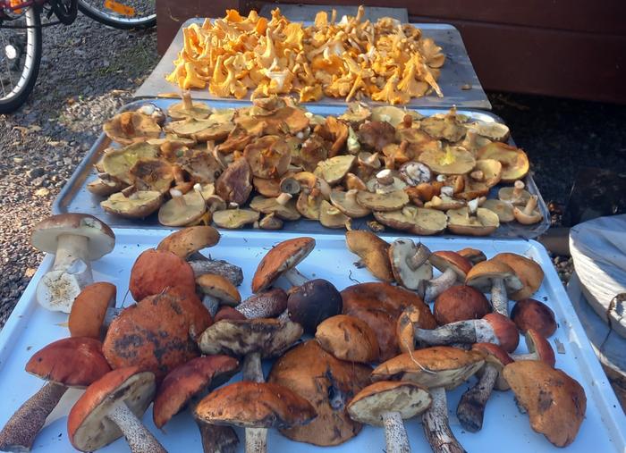 sorted mushrooms, but they had to dried above the stove