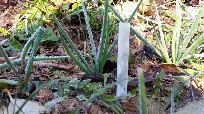 durable soapstone plant ID tag, written in runes