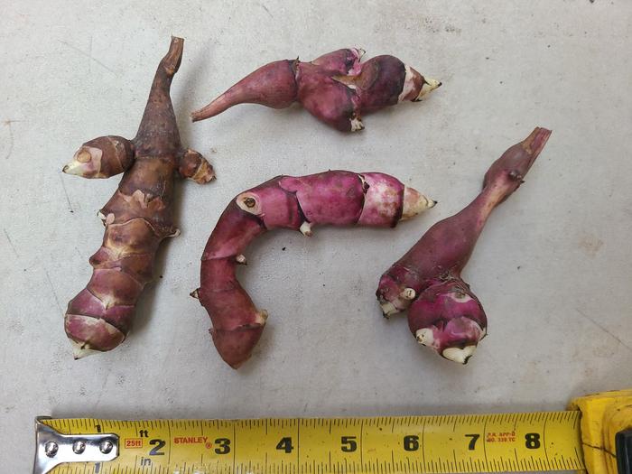 Exhibit C. This was given to me as 'Pink Crispy' but I am guessing now its actually 'Aurora'