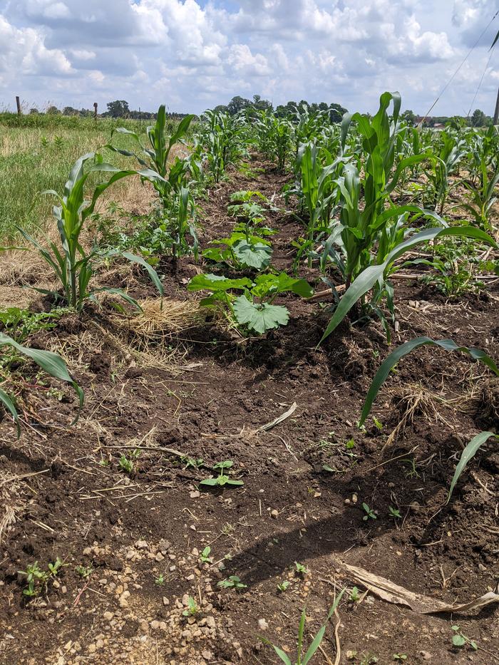 corn and squash native American planting