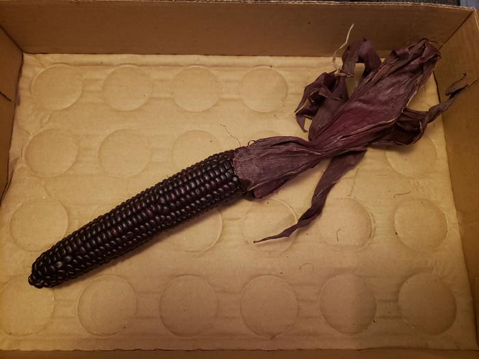 purple flint corn ear