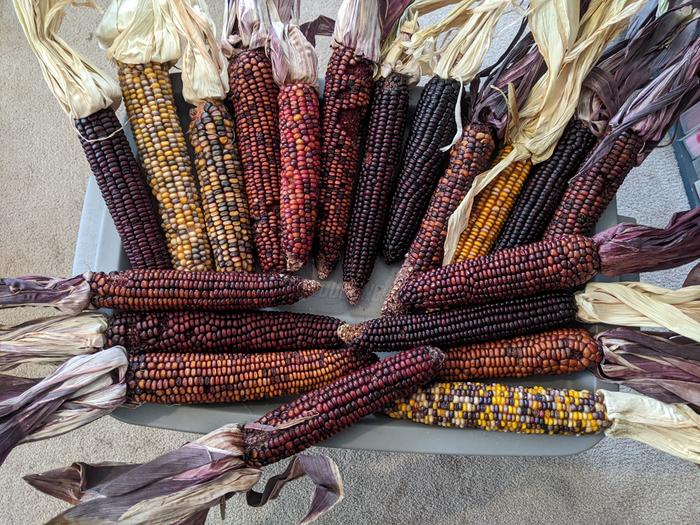 multicolored ears of corn