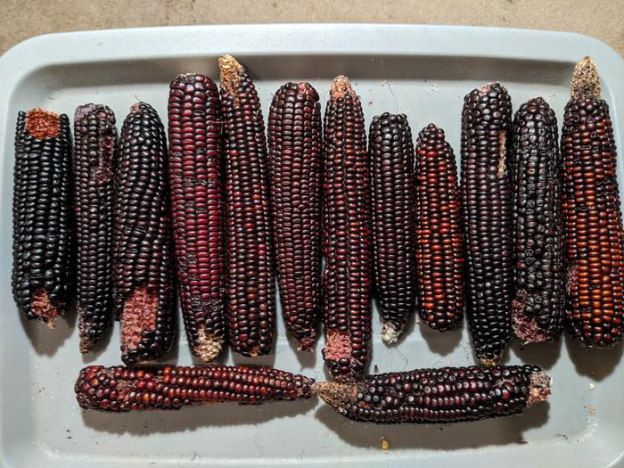 deep purple corn