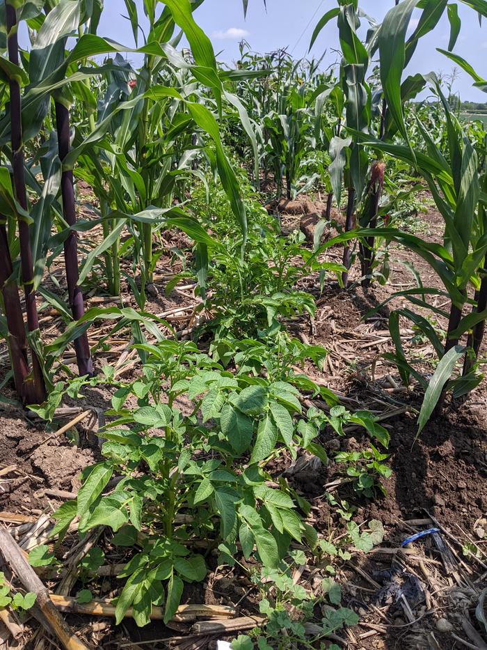 polyculture potates and corn