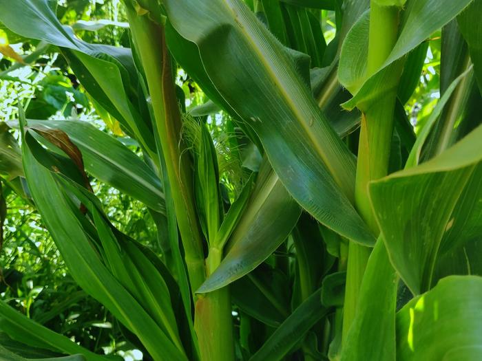 corn plants