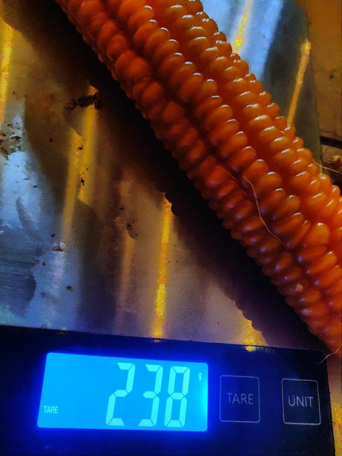 200g corn cob on a scale