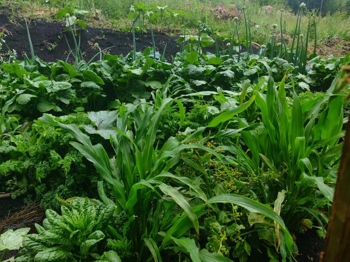 garden polyculture with corn