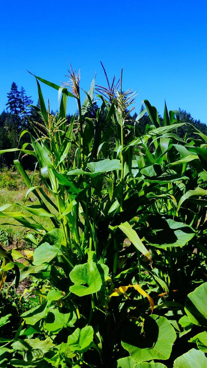 hopi style planted corn garden