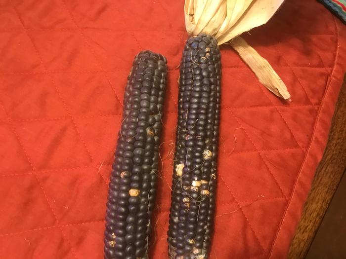 cobs of hopi blue corn