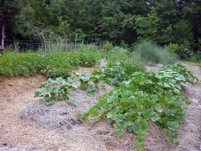 [Thumbnail for garden-6-3-12.jpg]