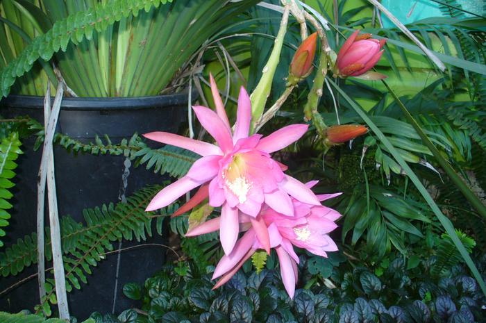 Pink epiphyllum