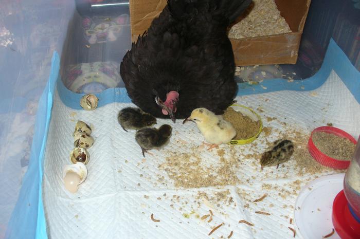 Phyllis raising quail babies